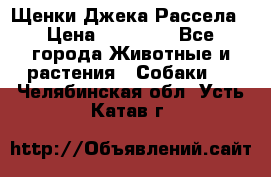 Щенки Джека Рассела › Цена ­ 10 000 - Все города Животные и растения » Собаки   . Челябинская обл.,Усть-Катав г.